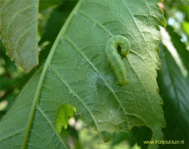 Kers; Mierloze zwarte; Rups wintervlinder
